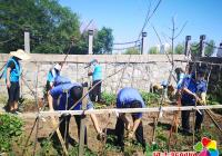 毀綠種菜“零容忍” 公園街道聯(lián)合多部門集中整治